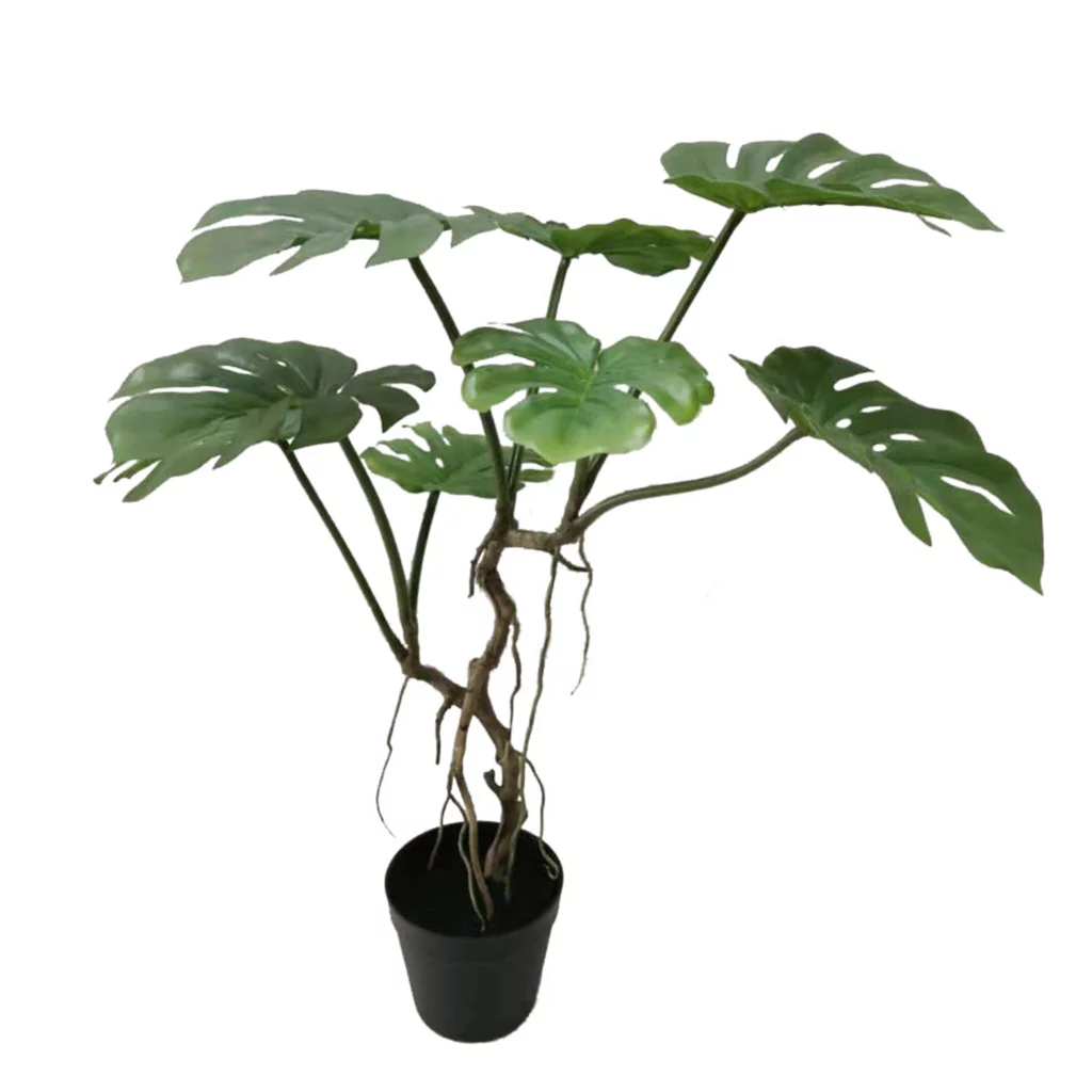 Artificial Monstera Ceriman in Black Pot, 70CM