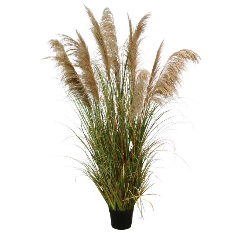 183cm Reed Curved Onion Grass