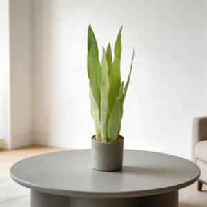 60cm Artificial Moonshine Snake Plant