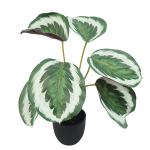 Artificial Calathea Peacock Plant 30cm