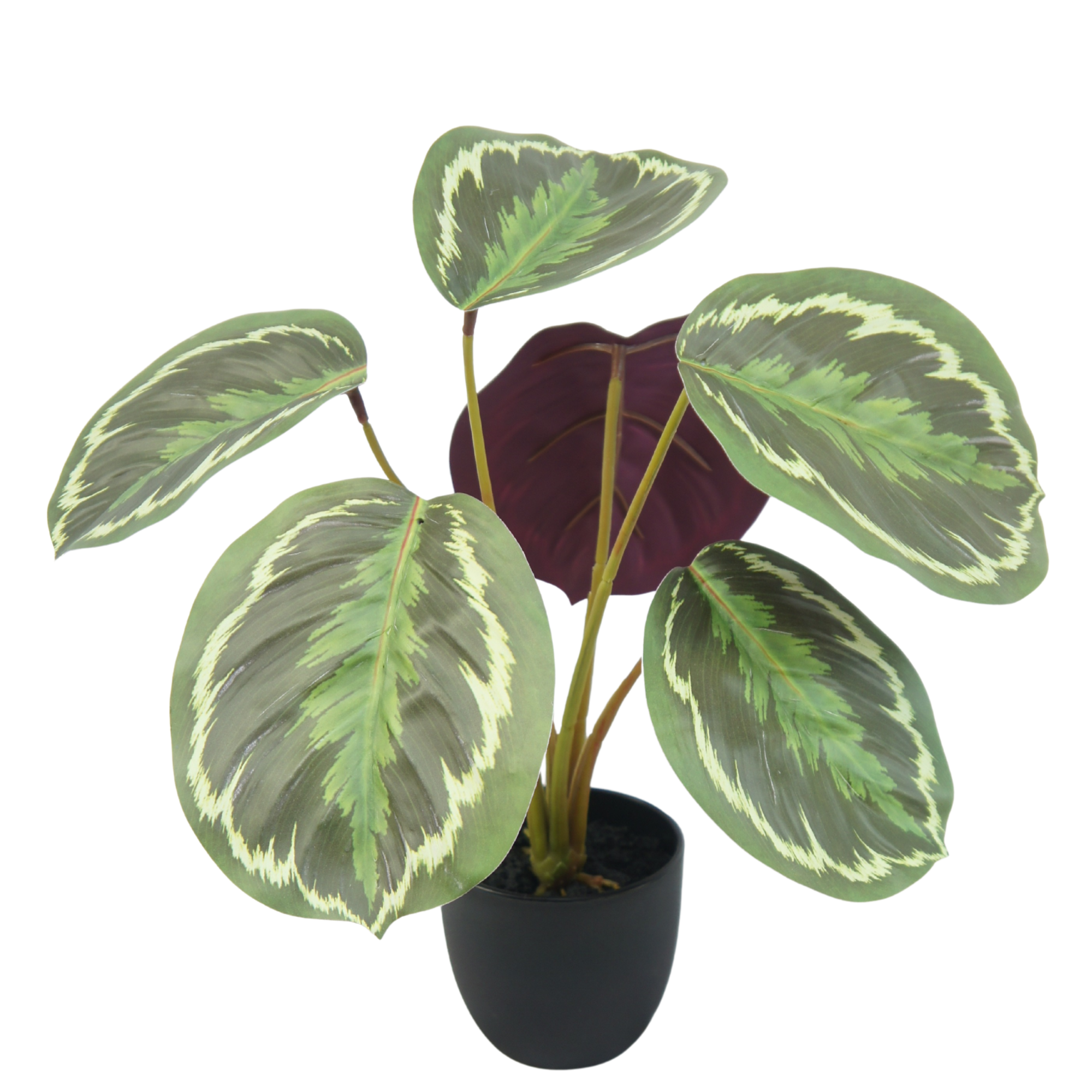 Artificial Calathea Peacock Plant 30cm