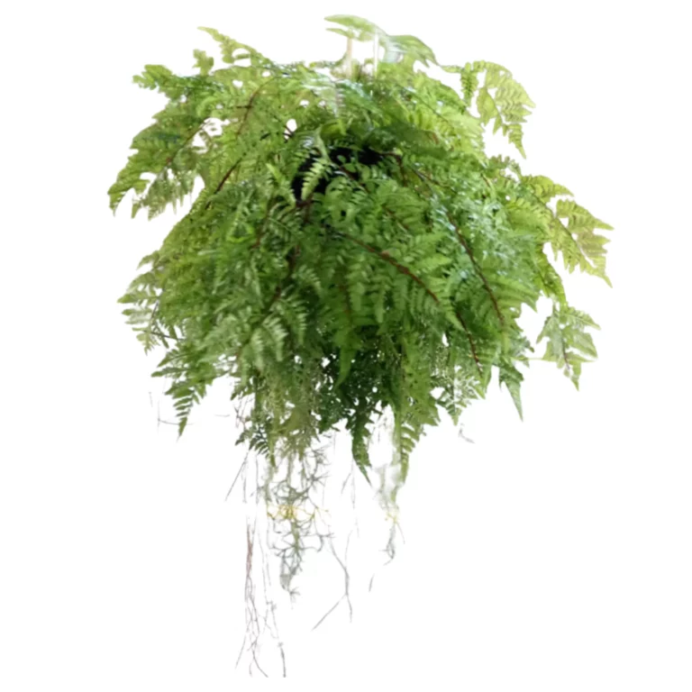 45cm Hanging Fern Ball Q177-n3