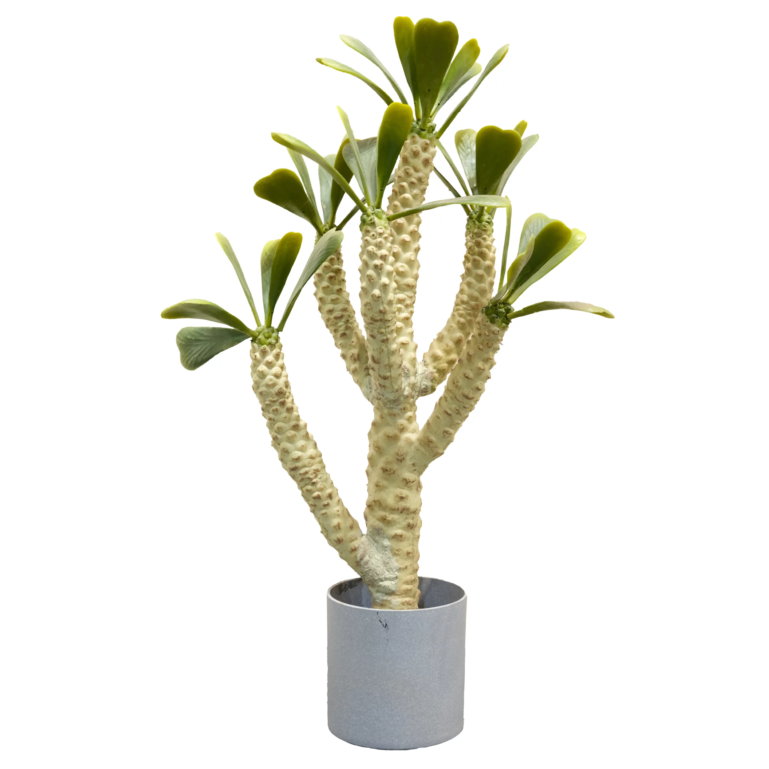 70cm Artificial Euphorbia Cactus Plant