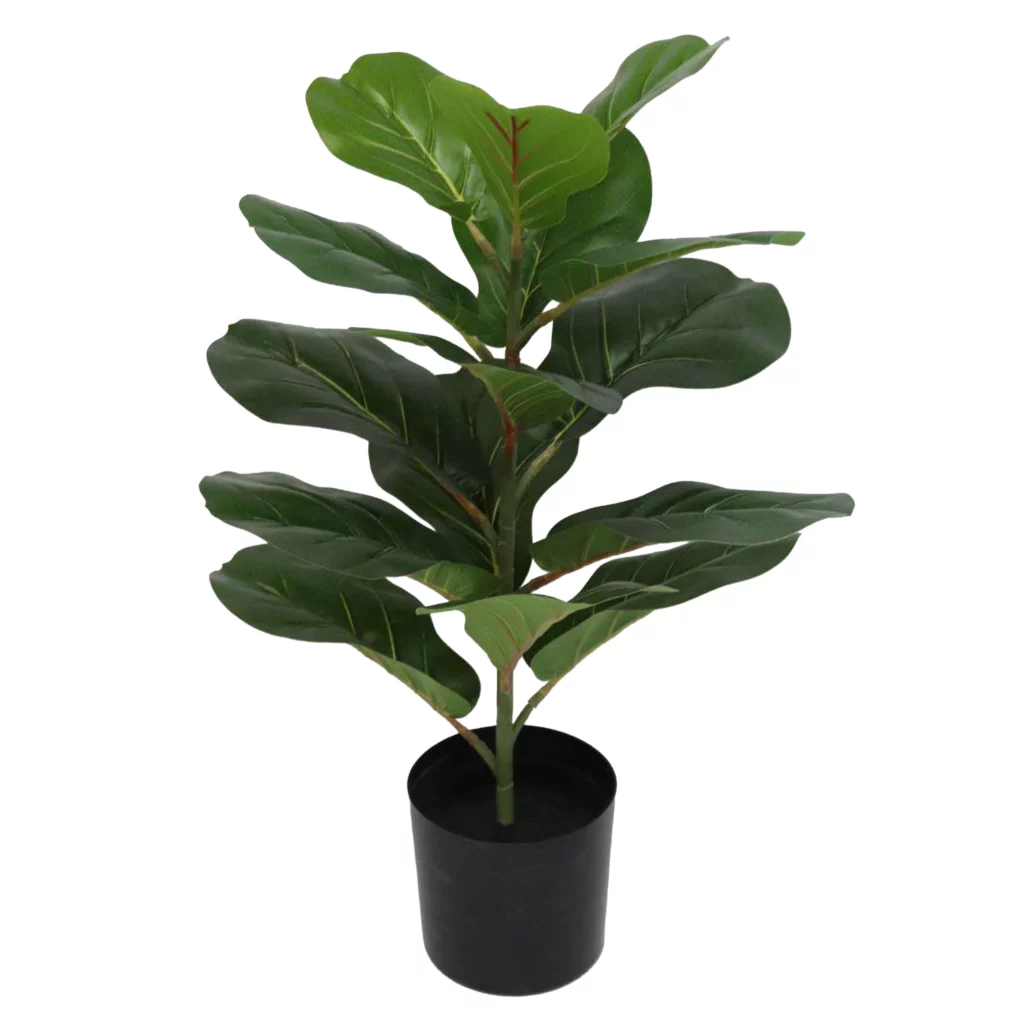 50cm Fiddle Leaf Fig Tree 23STP227094