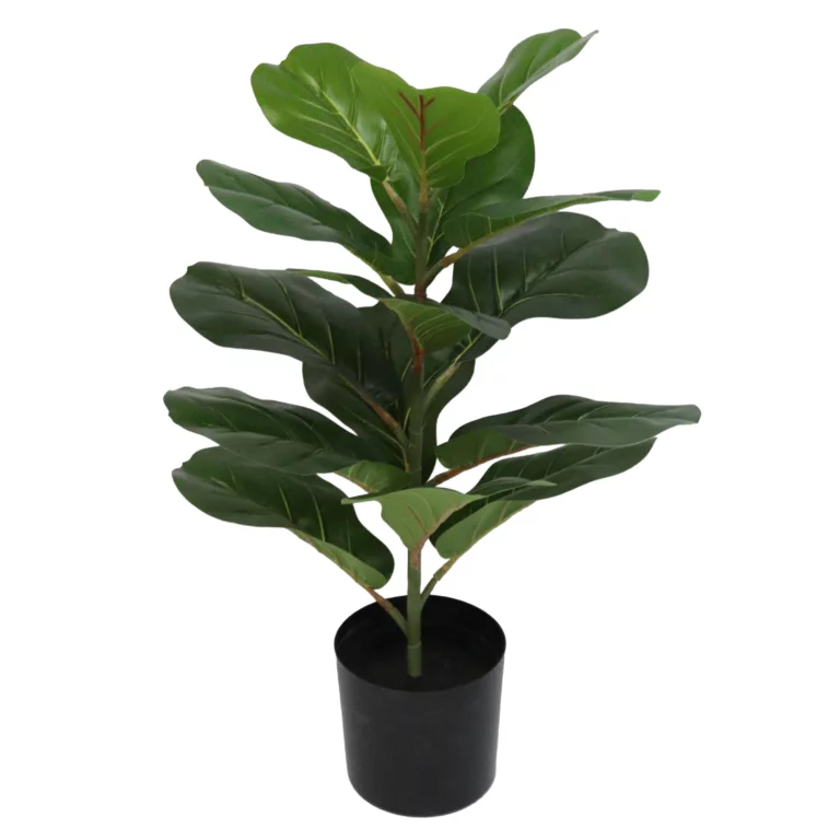 50cm Fiddle Leaf Fig Tree 23STP227094