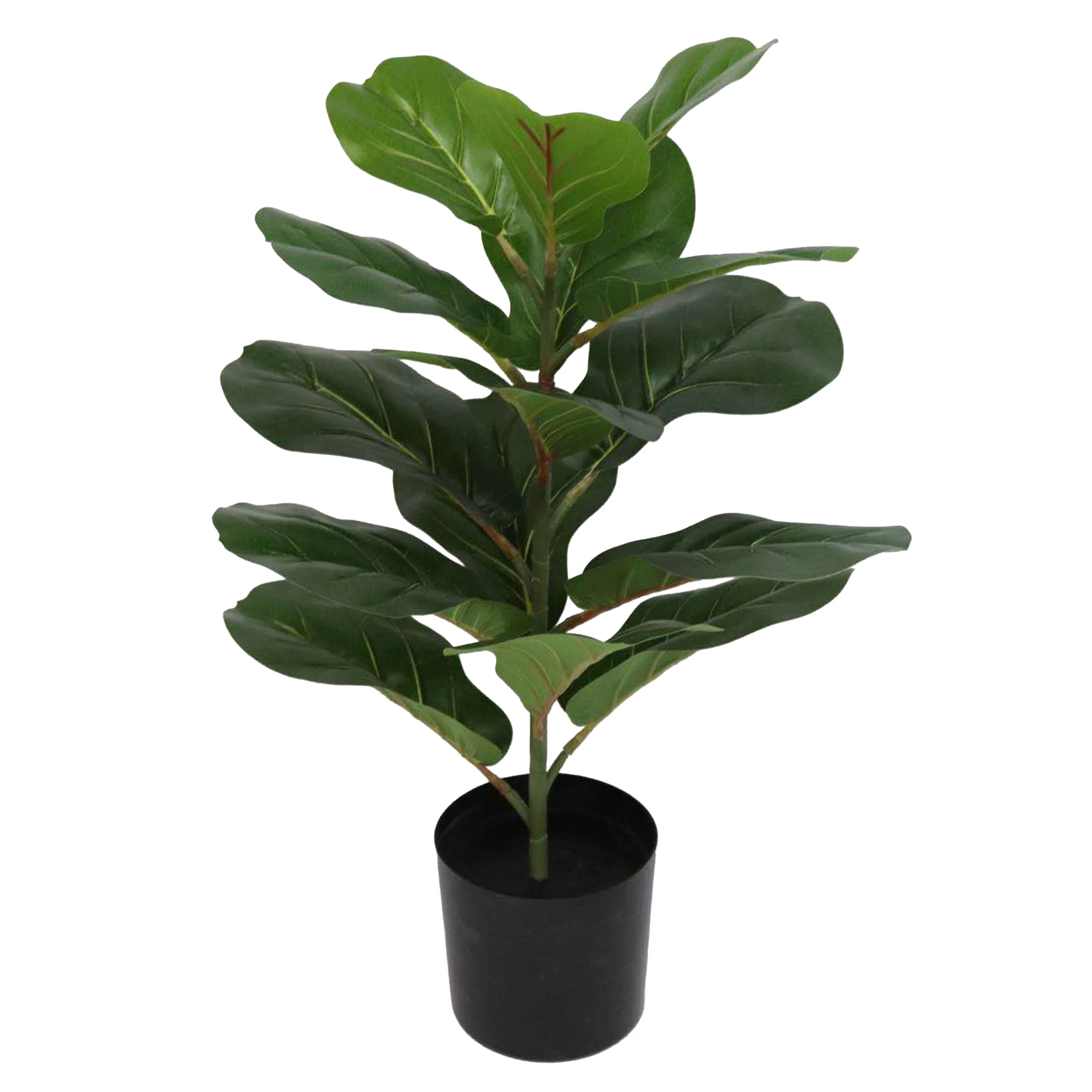 50cm Fiddle Leaf Fig Tree 23STP227094