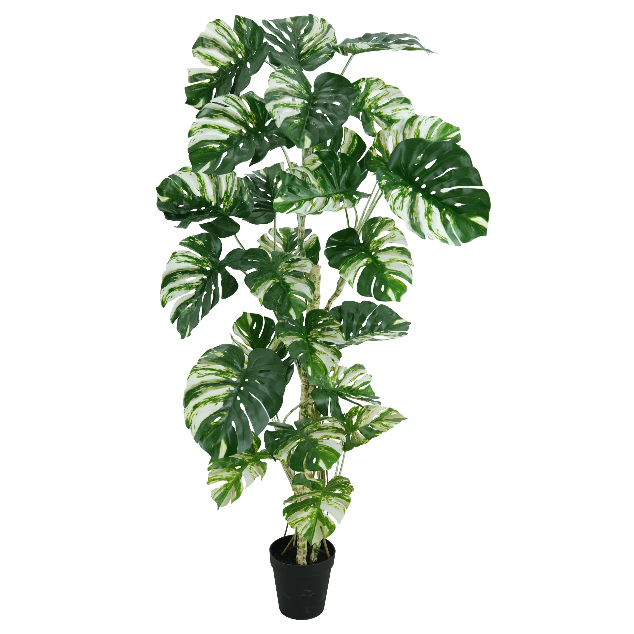 240cm Artificial Variegated Monstera Tree (KD) PC061-240C-B-KDwhite